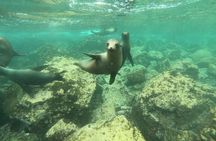 8-Day Galapagos Island Hopping Tour: Isabela, Giant Tortoises, and Snorkeling