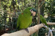Bird Park & Iguassu Brazilian Side Gran Meliá Hotel Exclusive - Private Tour
