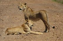 Day Tour To Amboseli National Park from Nairobi