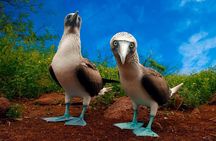 7-Day Galapagos Island Classic Tour: Los Tuneles and Local Flight
