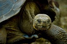 7-Day Galapagos Island Classic Tour: Los Tuneles and Local Flight