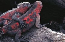 9-Day Colonial Quito & Galapagos Island Hopping
