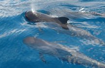 Dolphin and Whale Sailing Tour in Los Gigantes