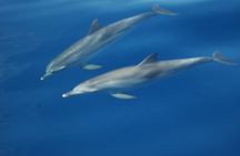 Dolphin and Whale Sailing Tour in Los Gigantes
