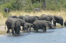 Elephant Trail Moremi Day Tour