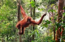 2 Days 1 Night Ethical Jungle Trekking