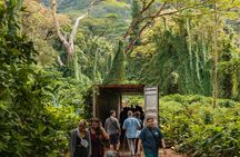 Manoa Waterfall Hike