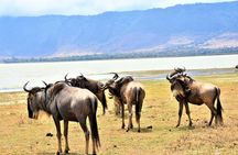  2 Days Safari through Tarangire NP and Lake Manyara NP