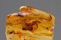 Private Excursion: Palanga and Amber Museum