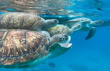 São Vicente: Snorkel Experience with Sea Turtle