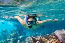 Los Tuneles Day Tour: Snorkeling, Exploring and Swimming With Wildlife