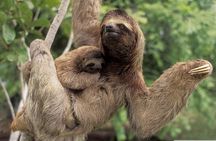 Sloth Watching Trail