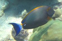 Waikiki Snorkeling Tons of Fish All Levels Free Video and Pics! 