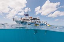 Waikiki Turtle Canyon Snorkeling Tour with Hula Show