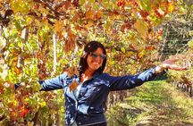 Maipo Valley Wine Tour with 4 vineyards from Santiago.