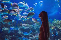 Dubai Mall Aquarium & Underwater Zoo Ticket with Private Transfer