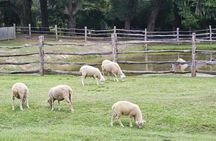 Middleton Plantation-3 hour guided tour- hotel pickup-admission