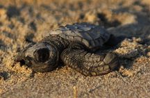 Sea Turtle Release – A Puerto Vallarta Conservation Adventure