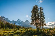 Icefields Parkway Small Group Tour with Peyto Lake and Lunch