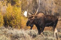Icefields Parkway Highlights & Secrets | Award-Winning Adventure
