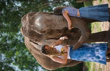 Elephant Jungle Sanctuary: Half Day Morning Program