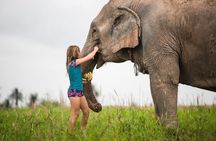 Elephant Jungle Sanctuary: Half Day Morning Program