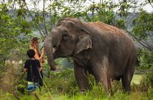 Elephant Jungle Sanctuary: Half Day Morning Program