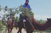 Essaouira: 3-Hour Camel Tour