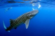 Whale Shark Experience Lifetime Memory in Cancun (snack included)