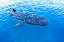Whale Shark Encounter Experience in Cancun (Snack Lunch included)