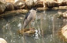 Full Day for Bird Watching with Visit to Isla Baru