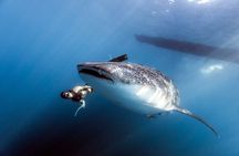 Whale Shark Snorkel Experience in Cancun (Snack Lunch included)