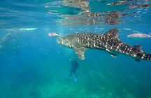 Whale Shark Encounter Experience in Cancun (Snack Lunch included)