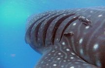 Adventure and Snorkel with the Whale Shark from Puerto Morelos