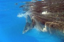 Adventure and Snorkel with the Whale Shark departing from Cancun