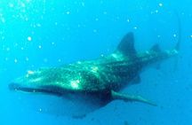 Adventure and Snorkel with the Whale Shark from Puerto Morelos
