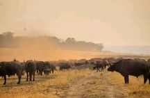 Safari Game Drive in Zambezi National Park