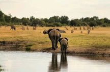 Safari Game Drive in Zambezi National Park