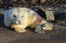 Farne Islands Longstone Lighthouse 2-Hour Trip from Seahouses