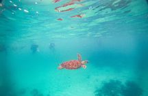 Turtles & Cenote! Half Day from Riviera Maya & Playa del Carmen