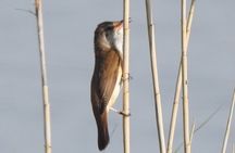 Bird Watching Tour from Kusadasi