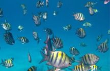 Roatan Snorkeling Tour