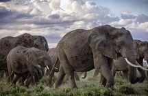 5-Day Safari Tour in 3 National Parks