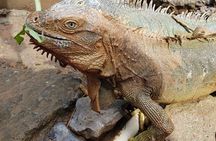 3-Hours Private Tour in Roatan with Pick Up