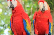 3-Hours Private Tour in Roatan with Pick Up