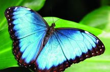 Rio Celeste Waterfall Hiking - Llanos Del Cortes waterfall & sloth observatory 