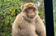 Gibraltar, Mijas and Marbella Private Tour From Malaga Province