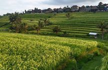 Ubud : ATV Bali Quad Bike Adventure 