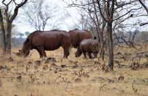 Game Drive and Rhino Walk