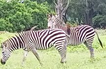 Game Drive and Rhino Walk